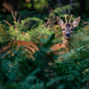 Natur/Tiere